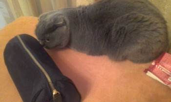 Любимая кошатинка  - 20171214_122201.jpg