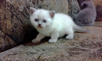 Любимая кошатинка  - IMG_20171214_221622.jpg