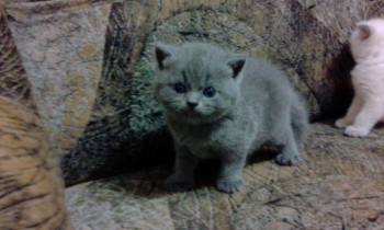 Любимая кошатинка  - IMG_20171214_221706.jpg