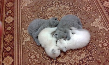 Любимая кошатинка  - IMG_20171214_195140.jpg