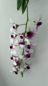 Орхидеи. - P_20170823_112935_HDR.jpg