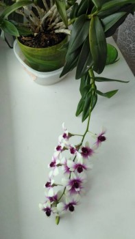 Орхидеи. - P_20170823_113000_HDR.jpg