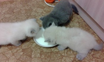 Любимая кошатинка  - IMG_20171218_202110.jpg