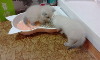 Любимая кошатинка  - IMG_20171218_065807.jpg