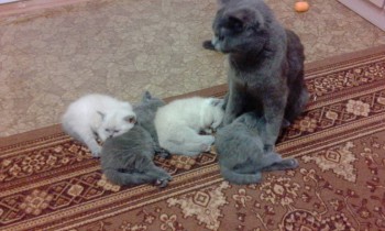 Любимая кошатинка  - IMG_20171216_202747.jpg