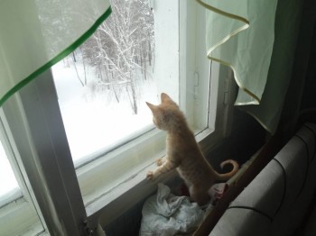 Любимая кошатинка  - DSC07161.JPG