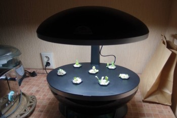 Наши цветы 2 - PC201934.JPG