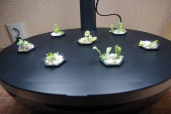 Наши цветы 2 - PC201931.JPG