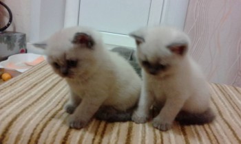 Любимая кошатинка  - IMG_20171221_182811.jpg