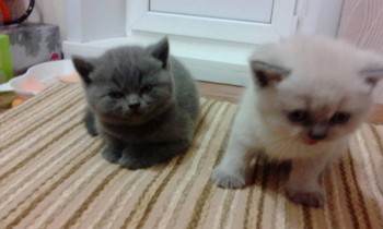 Любимая кошатинка  - IMG_20171221_182629.jpg