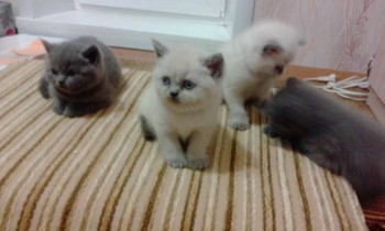 Любимая кошатинка  - IMG_20171221_182646.jpg