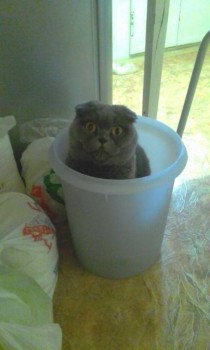 Любимая кошатинка  - 2017-12-20 13.32.29.jpg