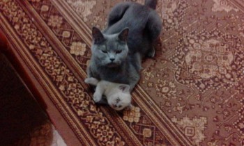 Любимая кошатинка  - IMG_20171222_212141.jpg