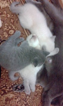 Любимая кошатинка  - IMG_20171223_092908.jpg