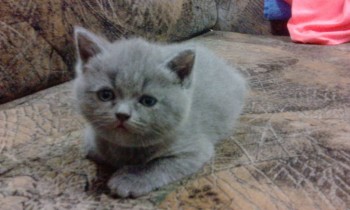 Любимая кошатинка  - IMG_20171222_212258.jpg