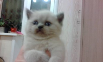 Любимая кошатинка  - IMG_20171222_212400.jpg