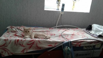 Любимая кошатинка  - 20171117_110015.jpg