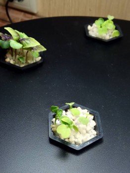 Наши цветы 2 - IMG_20171223_123721.jpg