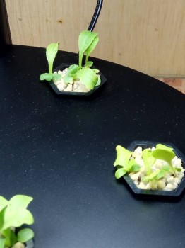 Наши цветы 2 - IMG_20171223_123725.jpg