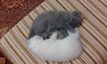 Любимая кошатинка  - IMG_20171225_212916.jpg