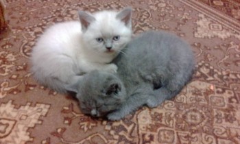 Любимая кошатинка  - IMG_20171225_210651.jpg