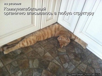 Любимая кошатинка  - 1358577530_kotomatrix_46.jpg