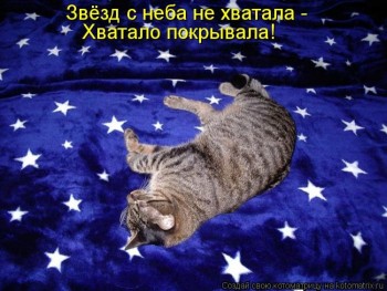 Любимая кошатинка  - 1358577597_kotomatrix_03.jpg