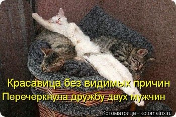 Любимая кошатинка  - 1358577586_kotomatrix_15.jpg