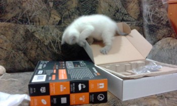 Любимая кошатинка  - IMG_20171227_175641.jpg