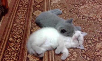 Любимая кошатинка  - IMG_20171226_212911.jpg