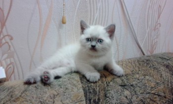 Любимая кошатинка  - IMG_20171230_094417.jpg