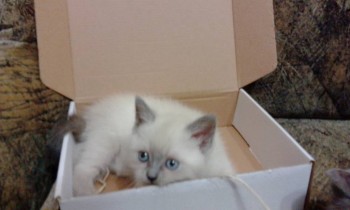 Любимая кошатинка  - IMG_20171230_094820.jpg