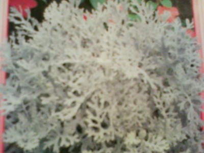 Re: Наши цветы - DSC00055.JPG