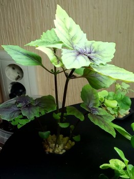 Наши цветы 2 - IMG_20180105_152129.jpg