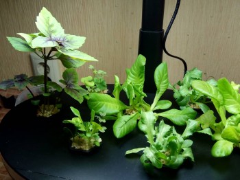 Наши цветы 2 - IMG_20180105_152106.jpg