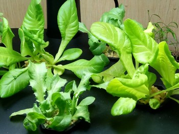 Наши цветы 2 - IMG_20180105_152136.jpg