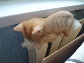 Любимая кошатинка  - DSC07265.JPG