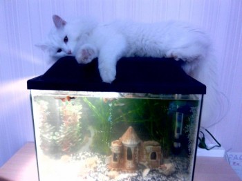 Аквариум. - gYFWTJWxMVw.jpg