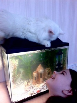 Аквариум. - LQDIlj2FTm8.jpg