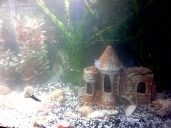 Аквариум. - N7nrlISu6a0.jpg