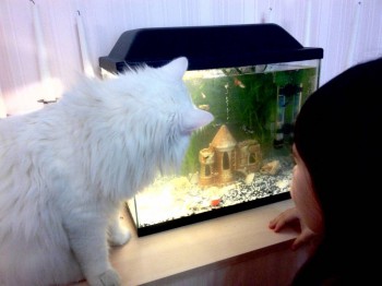 Аквариум. - xgF3v60uqa8.jpg