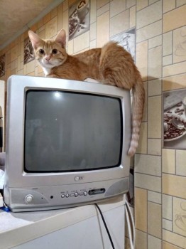 Любимая кошатинка  - IMG_20180114_214738_HDR.jpg