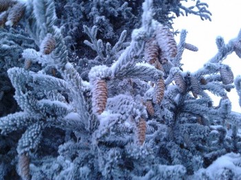 А что у нас с погодой? -6 - 20180117_084727.jpg