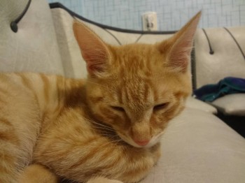 Любимая кошатинка  - DSC07332.JPG