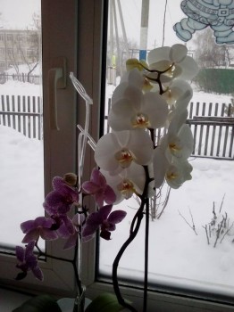 Орхидеи. - IMG_20180120_164200.jpg