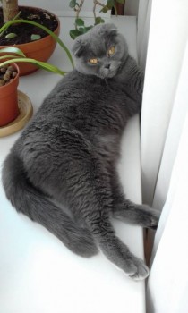 Любимая кошатинка  - 20180126_120933(0).jpg