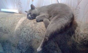 Любимая кошатинка  - IMG_20180110_100110.jpg