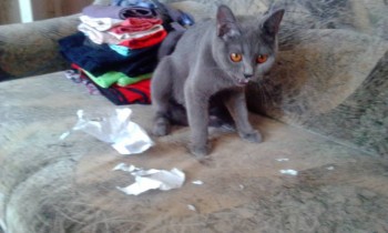 Страшнее кошки зверя нет  - 2018-02-06 12-41-46.JPG