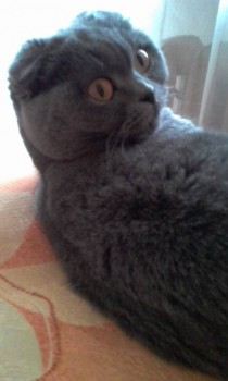 Любимая кошатинка  - 20180209_142231.jpg