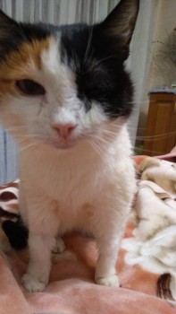 Любимая кошатинка  - IMG-20180110-WA0003.jpeg